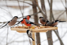 Стихотворение А.Яшина  Покормите птиц зимой